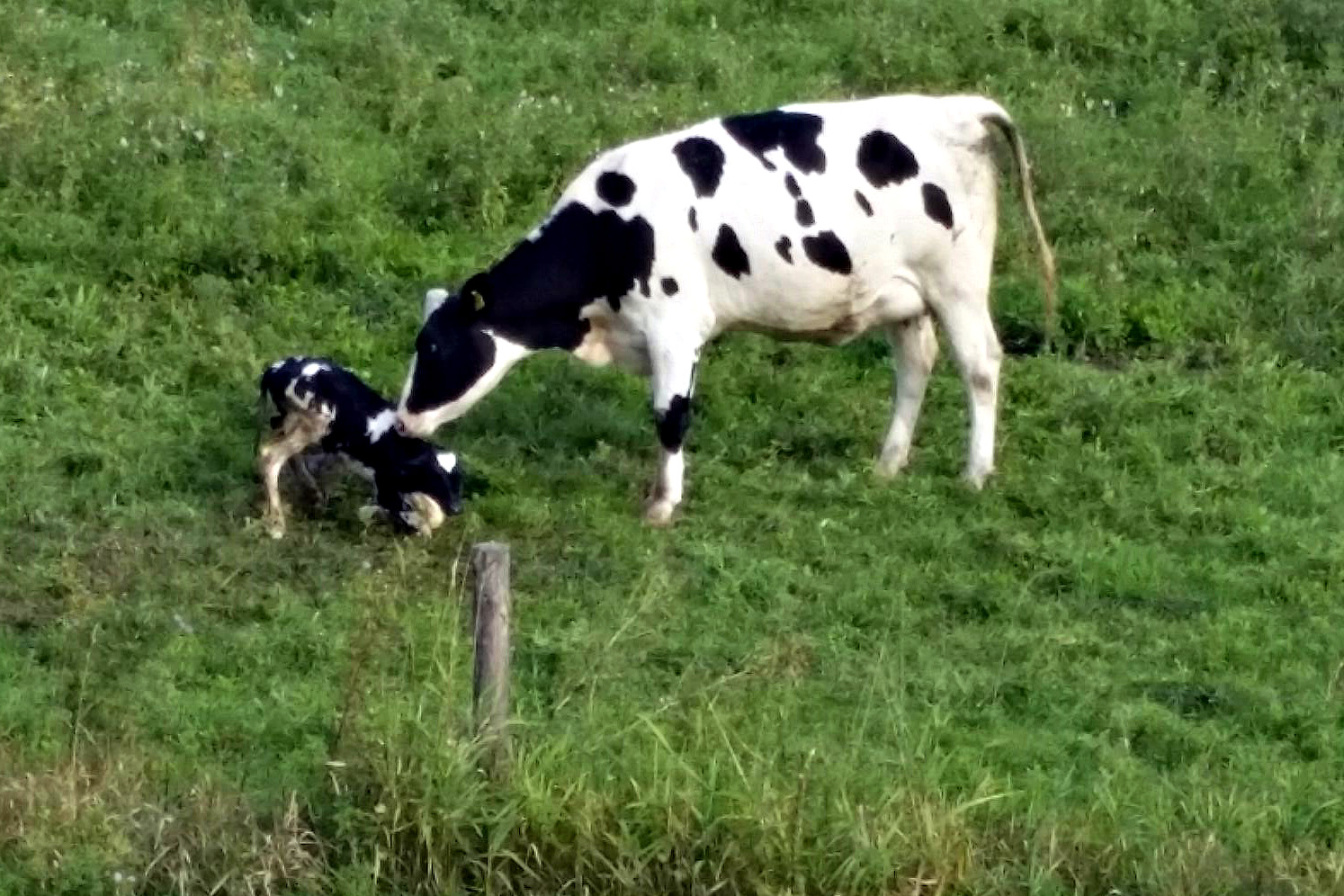Opmerkelijk Geboorte kalfje