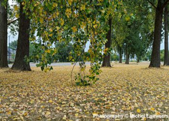 De wijk is nog nooit zo droog geweest – het lijkt wel herfst!